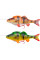 Силікон Savage Gear 4D Line Thru Perch SS 23cm 145g 02-Firetiger (поштучно)