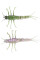 Силікон Savage Gear 3D TPE Mayfly Nymph 50mm 2.5g Green (поштучно)