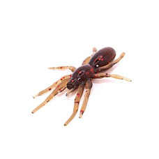 Силіконова приманка Tiny Spider 1.1" колір 13