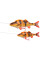 Силікон Savage Gear 4D Line Thru Perch SS 230mm 145.0g #03 Albino